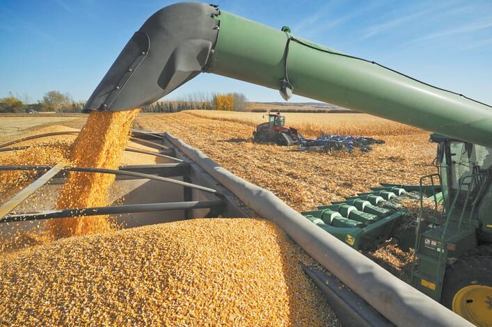 cropped-Corn.jpg